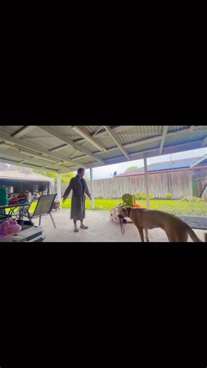 15 reactions · 4 comments | Meet our half German Shepherd, half Pointer. Smart,loyal,loving, energetic, playful, and always by our side    #germanshepherdpointer #luna #dailylife #lifeinaustralia #lifewithdog | Mardy & Kids in Australia | Facebook