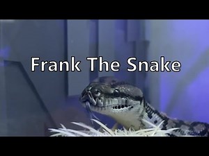 Frank The Snake