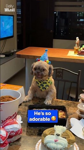 Adorable dog wears party hat for his birthday
