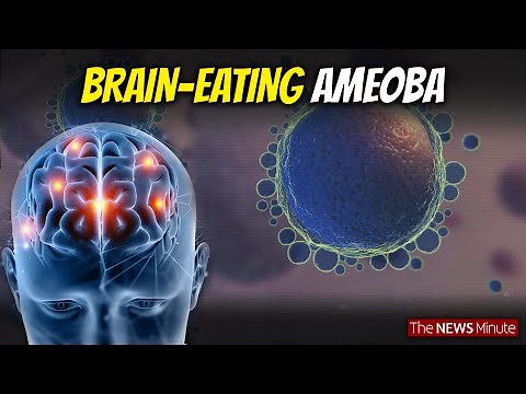 Explained: What is Brain-Eating Amoeba that causes Amoebic Meningoencephalitis| Health