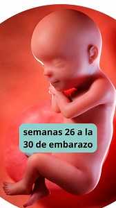 semanas 26 a la 30 de embarazo.🤰 | Embarazo bebés y maternidad