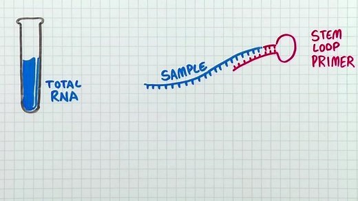 Finding The Right MicroRNA (miRNA) Assays - Ask TaqMan #31 - Scientific Videos | Thermo Fisher Scientific US