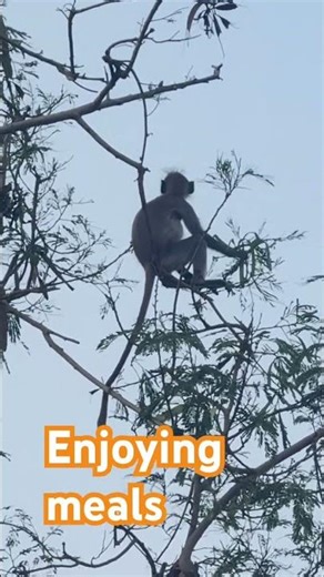 Monkey on a tree #youtubeshorts #nature #animallife #wildlife #nature #shortsfeed #animals