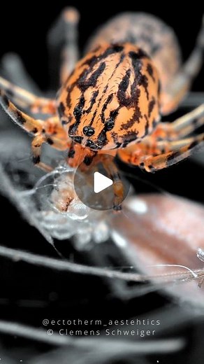 Clemens Schweiger on Instagram: "Stealthy spitting spiders In this video you can see a spitting spider (Scytodes sp.) eating it's prey, a cellar spider. Spitting spiders have a unique hunting behavior and silk-spitting technique. It's also very refreshing to film challenging subjects like this. #Scytodes #spider #spittingspider #spidersofinstagram #arachnids"