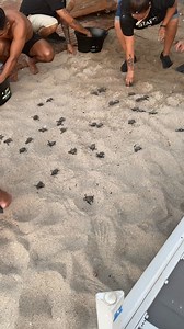 Tortuguitas - un poco de ayuda para llegar al mar | Uriel Marquez