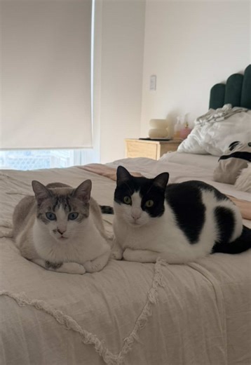 Aspiradora Robot Atma: La Amiga Perfecta para Mascotas