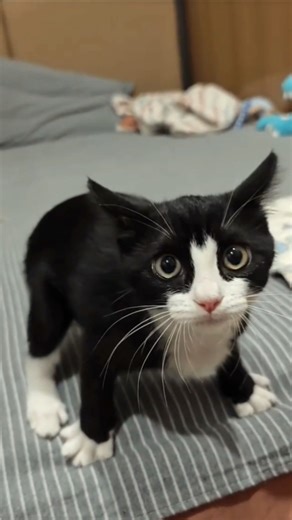 Tiny kitten doing tiny things #kitten #shorts