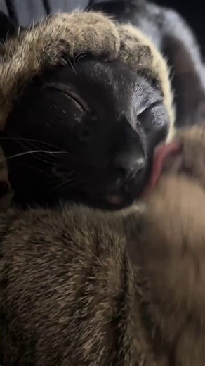 Black cats are not bad luck (@visualscat) on X