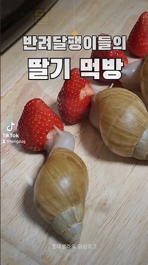 달팽이 딸기먹방 (달팽이가 좋아하는 음식 추천해주세요)
