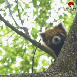 48 reactions · 3 comments | In honor of Endangered Species Day,...