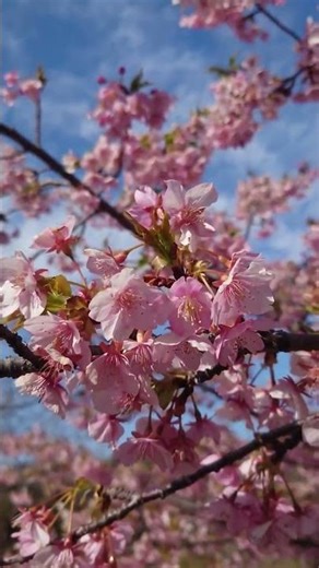 【季節の彩り】春を感じる植物や景色 #通勤タイパ #japantravel #春