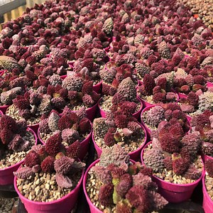 Adromischus marianae f. herrei cv. Red Coral - Giromagi Cactus and Succulents