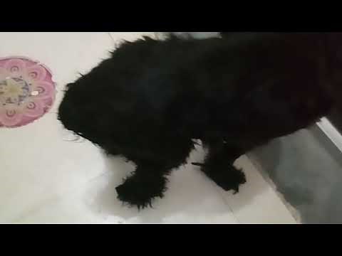 MAGGOT WOUND TREATMENT IN DOGS | MAGGOTS REMOVAL | MAGGOT WOUND TREATMENT COMPLETE INFORMATION