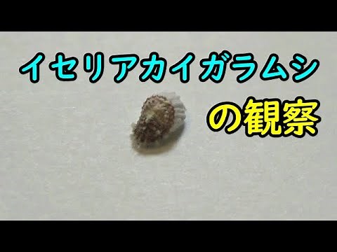 イセリアカイガラムシの観察