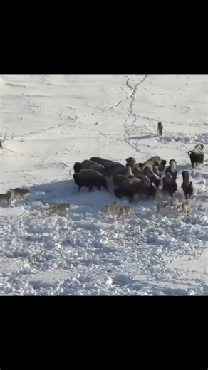Wolfs Attack Bison By info wild news