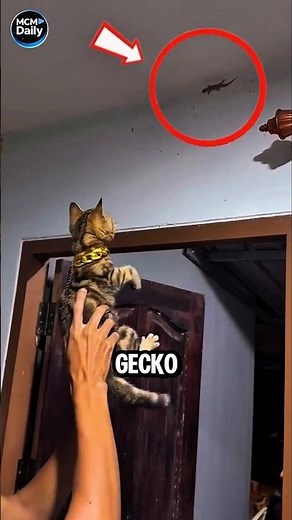 How Cats Catch Lizards!