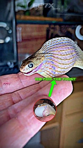 POV: When a Tiny Snake Eats a Giant Egg 😱🪱🥚 | Crazy Reaction Edit#shorts #viral