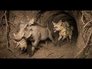 Aardwolf: 395 Days From Birth to Survivor | Animal Life
