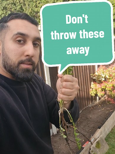 Edible Dandelions: Nutrient-Dense Garden Plants You Shouldn't Discard