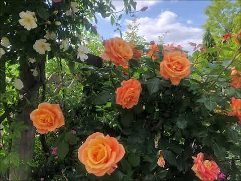 不滅のイージーリスニング名曲24曲