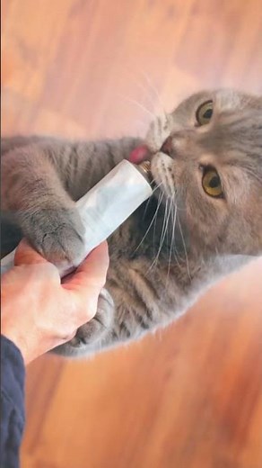 How to Keep Cats Teeth Clean? #catlover #brushcatteeth
