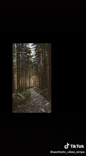 Immersive Aesthetic Forest Wallpapers Collection