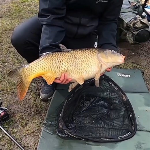 💪 𝗣𝗥𝗢𝗧𝗢𝗧𝗬𝗣𝗘 𝗧𝗘𝗦𝗧𝗘𝗥 𝗕𝗥𝗘𝗔𝗞𝗦 𝗣𝗕! 🟢 Rich Giles sent us this video of his new best carp, taken from Barlow Country Club on the Method feeder with new 𝗦𝗾𝘂𝗲𝗲𝘇-𝗥𝗲𝗮𝗱𝘆™ 𝗚𝗿𝗲𝗲𝗻 𝗚𝗿𝗼𝘂𝗻𝗱𝗯𝗮𝗶𝘁 prototype on it. 🫵You too can test David Preston's latest baits as a Club Fjuka member when we release them. But get in quick - Green samples sold out in record time yesterday! #Fishing #Angling #FeederFishing #CarpFishing #methodfeeder #fjukaanglers #coarsefishing #fishi