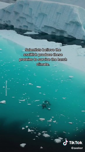 Discovering the Glowing Snailfish in Greenland's Iceberg