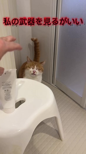 1.風呂場で怪獣になった主にビビるルカ 2.悪夢にうなされるルカ #猫 #猫のいる暮らし #cat #catsoftiktok