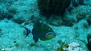 12 reactions | Queen triggerfish  | Triton's Realm | Facebook