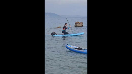 Seal Flops Aboard Passing Paddleboard