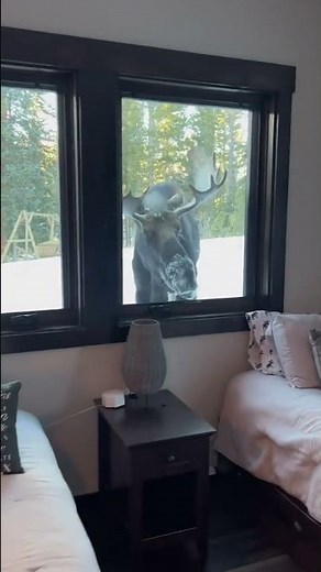 Hilarious Moose Knocks on Little Kids Window!