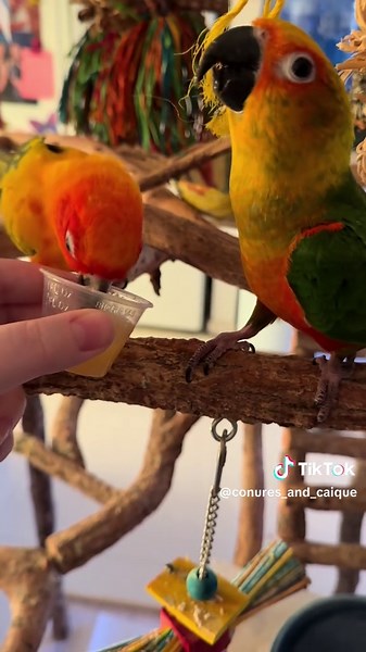 Conures and caique on TikTok