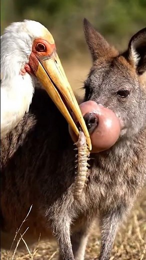 A Bird Helps a Kangaroo in the Most Unexpected Way! 🦘😳