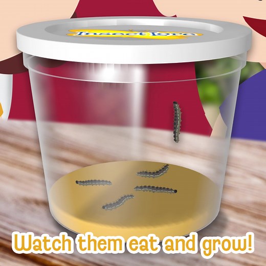 Grow your very own butterflies with one of Insect Lore's child-friendly butterfly kits! Receive live caterpillars and everything you need to turn them into beautiful butterflies. | Insect Lore