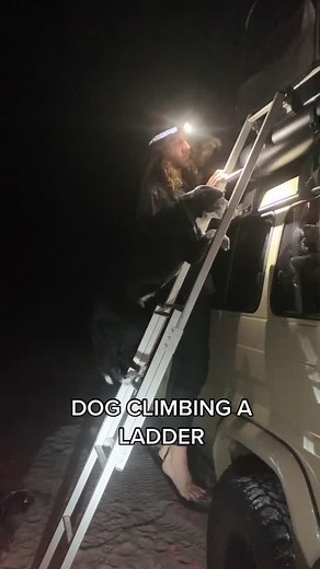 Adorable Dog Climbing a Ladder into Rooftop Tent