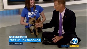 Pet of the Week: Brussels Griffon mix named Bean