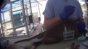 PLEASE SIGN & SHARE WIDELY THESE➨2 VIP PETITIONS ►PET.1 http://bit.ly/1ARxO86 ►PET.2 http://bit.ly/1QnGuGD ✦ABOUT THE VIDEO:Eyewitness Investigation Exposé:Monkeys Abused by Notorious Laboratory Dealer PPI (Primate Products Inc.) in Florida!-Pain,Fear,and Death!You've never seen anything like this before and much of it is being paid for by U.S. taxpayers’ dollars! ✦A shocking PETA eyewitness investigation reveals that workers violently handled monkeys and systematically neglected them at Primate