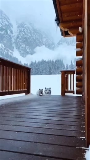 abdulkalam on Instagram: "Japan is turning footsteps into electricity using piezoelectric tiles. Every step creates a small amount of energy, and millions of steps together power LED lights and digital systems—supporting a more sustainable urban future. ⚡🌱 #Japan #FutureTechnology #RenewableEnergy #SmartCity #Innovation"