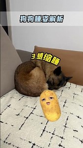 Unboxing the Stench: Why Dogs Snore So Badly When They Sleep Dog Snoring Dog Science