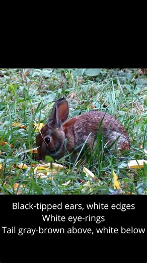 Eastern Cottontail