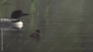 Common Loons on a Lake Video Clip in 4k