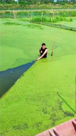 Removing Massive Duckweed Blanket from the Fish Pond | Traditional Water Management
