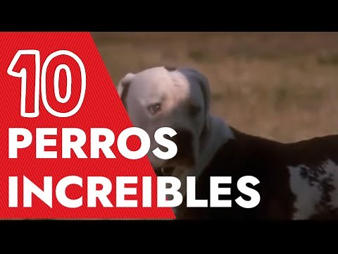 10 historias increíbles, de perros con sus dueños.