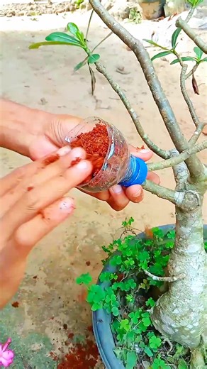 2.6K views | multiply plants easily #grafting #plants #layering #garden | Risha Fitriani | Facebook