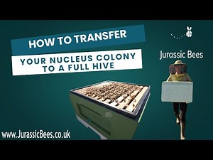 Episode 4: How to transfer a nucleus colony to a full hive