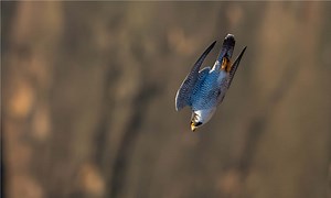 Watch the World's Fastest Bird That Can Dive-Bomb Its Prey at 240 MPH