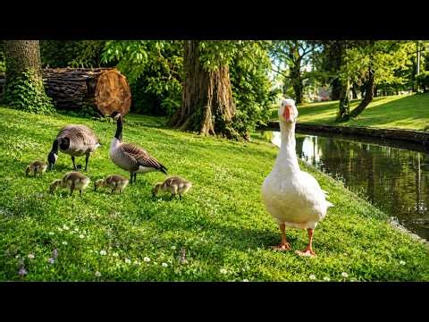 🔴 24/7 Relaxing Park Ambience: Birds, Water & Sunshine for Stress Relief