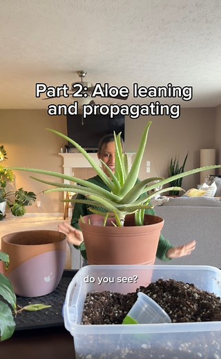 456K views · 15K reactions | If you have a slight stem on a leaf...