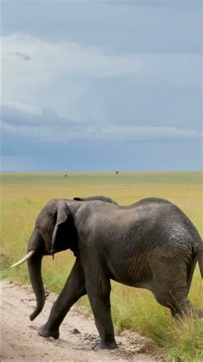 Tansania Safari & Sansibar – dein Traumurlaub #tanzania #safari #zanzibar #vacation #wildlife